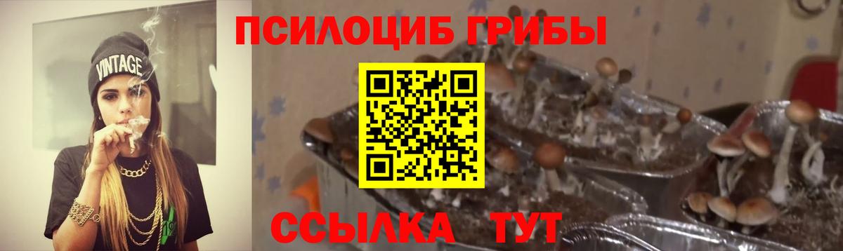 Псилоцибиновые грибы Cubensis Сергиев Посад